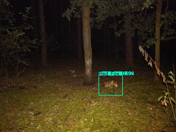 trailcam_image