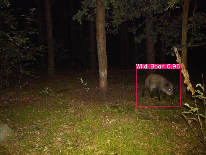 trailcam_image
