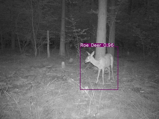 trailcam_image