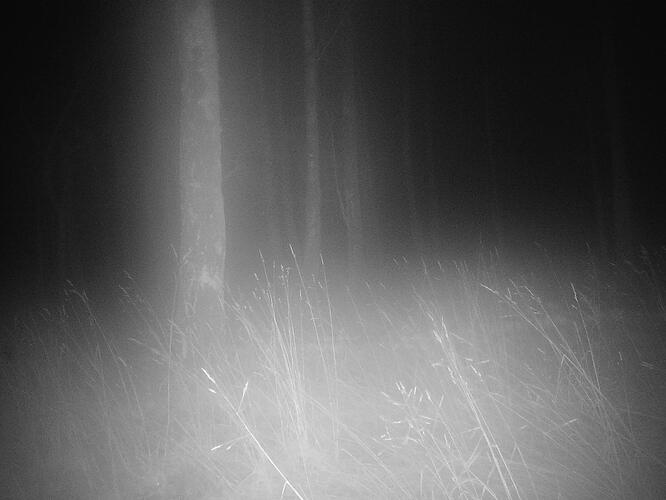 trailcam_image