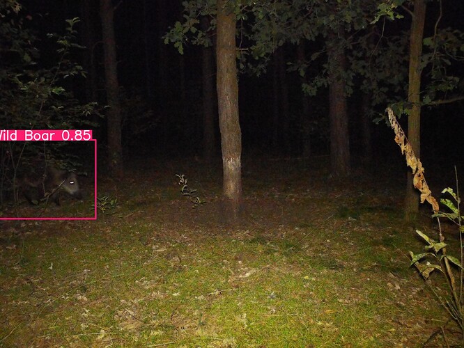 trailcam_image