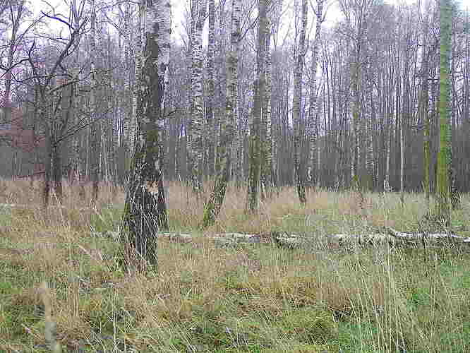 trailcam_image