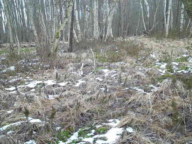 trailcam_image
