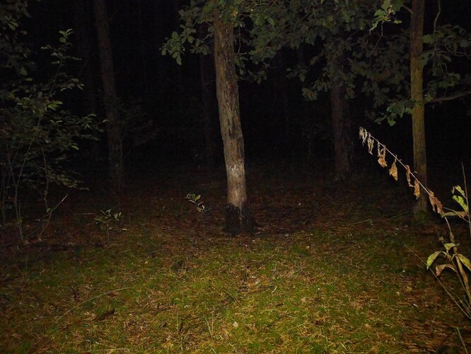 trailcam_image