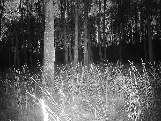 trailcam_image