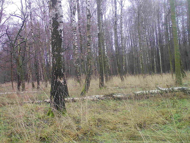 trailcam_image