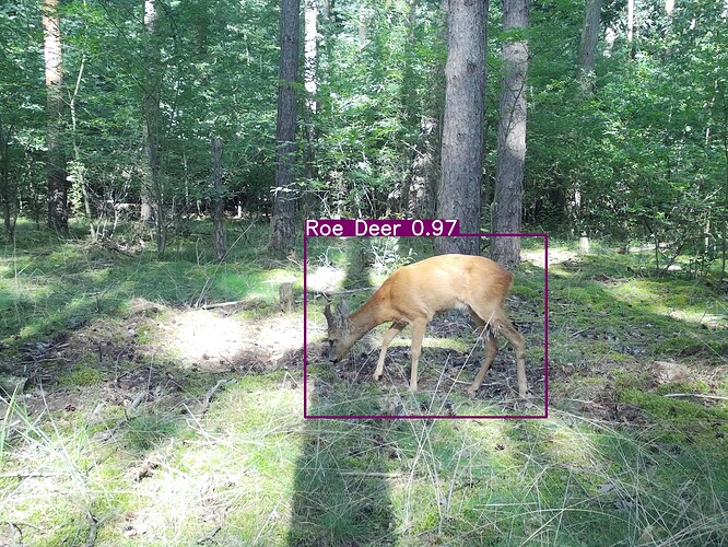 trailcam_image