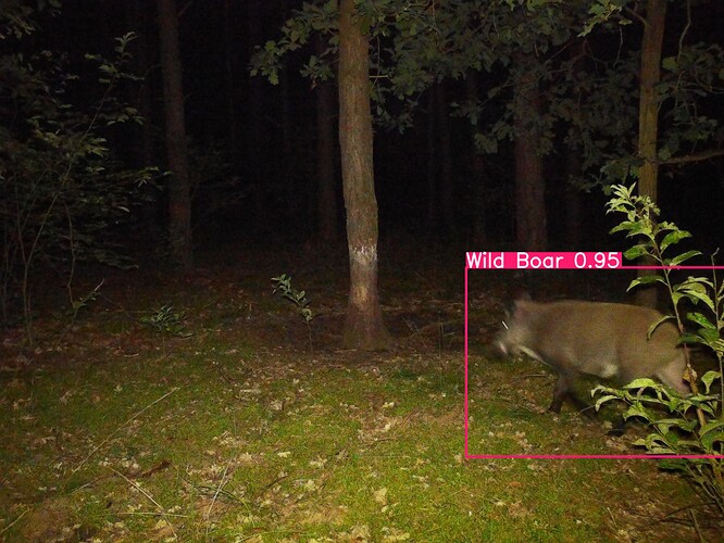 trailcam_image