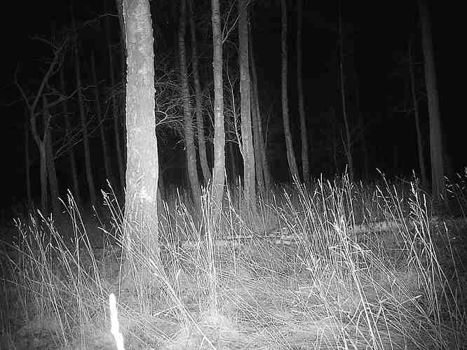 trailcam_image