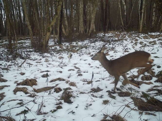 trailcam_image