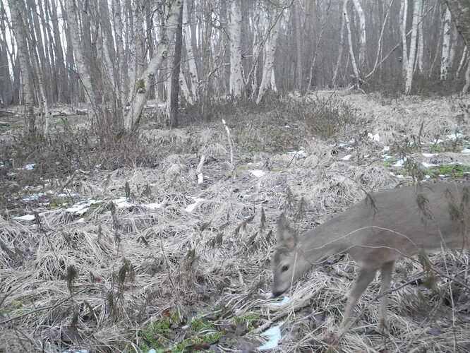 trailcam_image
