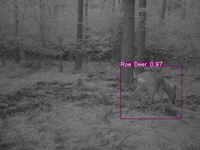 trailcam_image