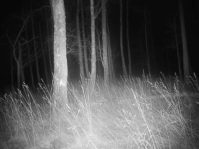 trailcam_image
