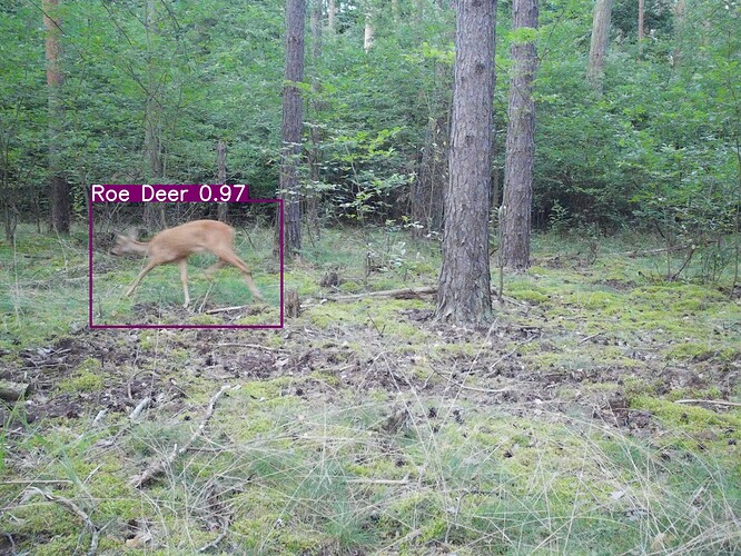trailcam_image