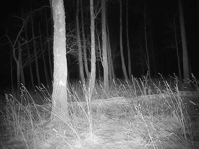 trailcam_image