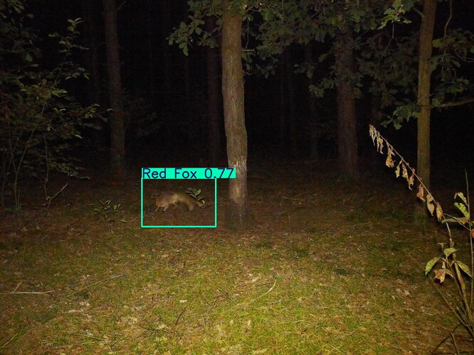 trailcam_image