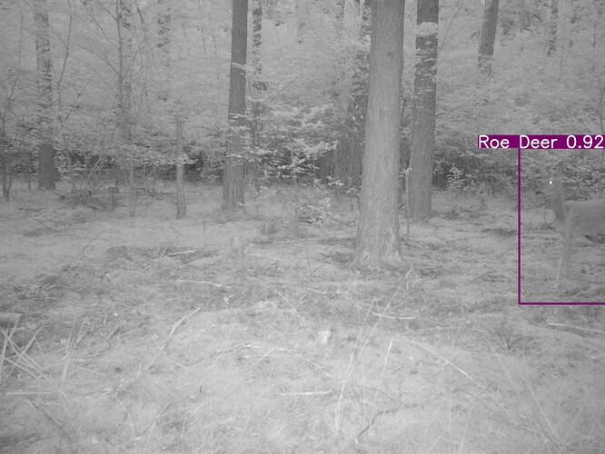 trailcam_image