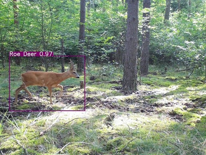 trailcam_image