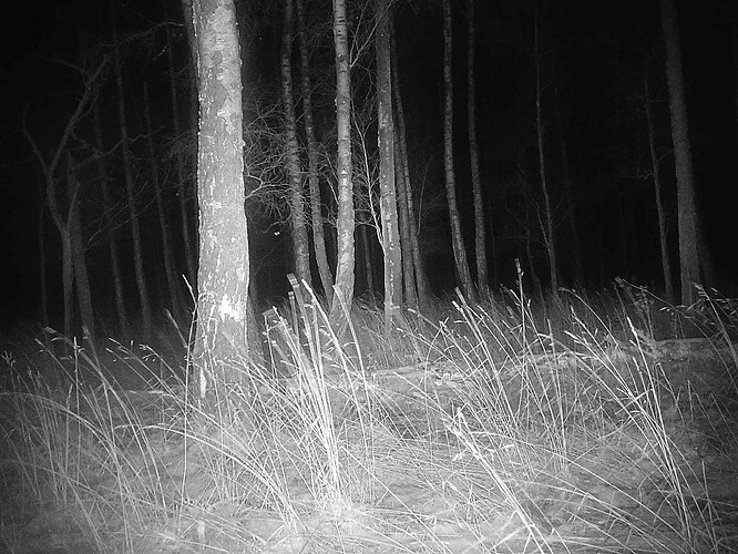 trailcam_image