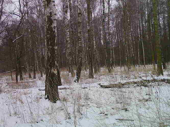 trailcam_image