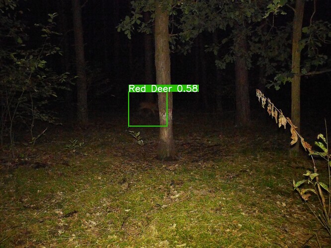 trailcam_image