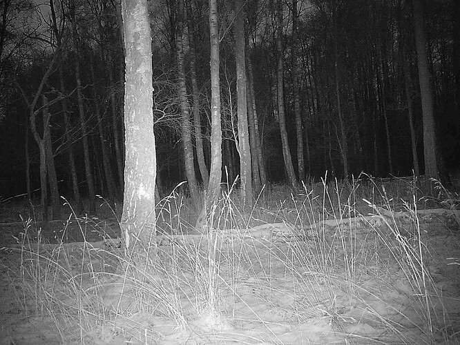 trailcam_image
