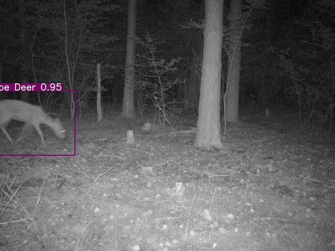trailcam_image