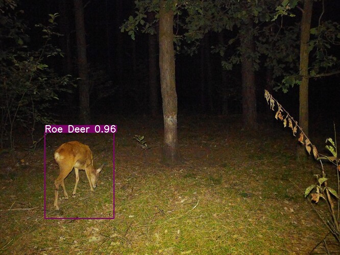 trailcam_image