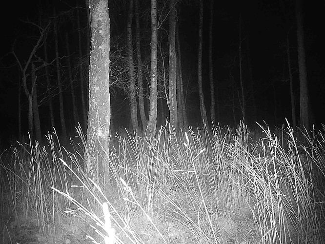 trailcam_image