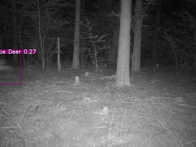 trailcam_image