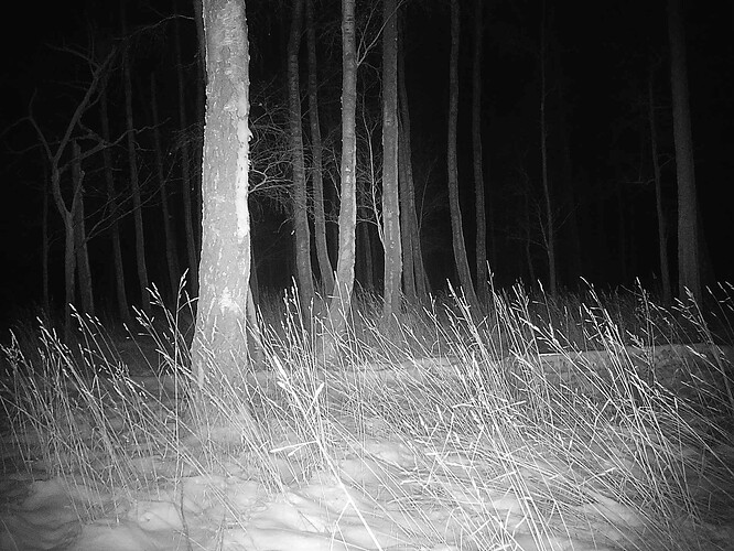 trailcam_image