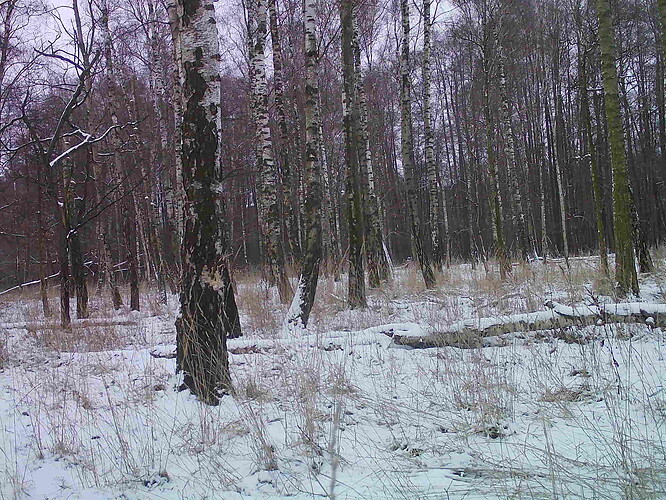 trailcam_image