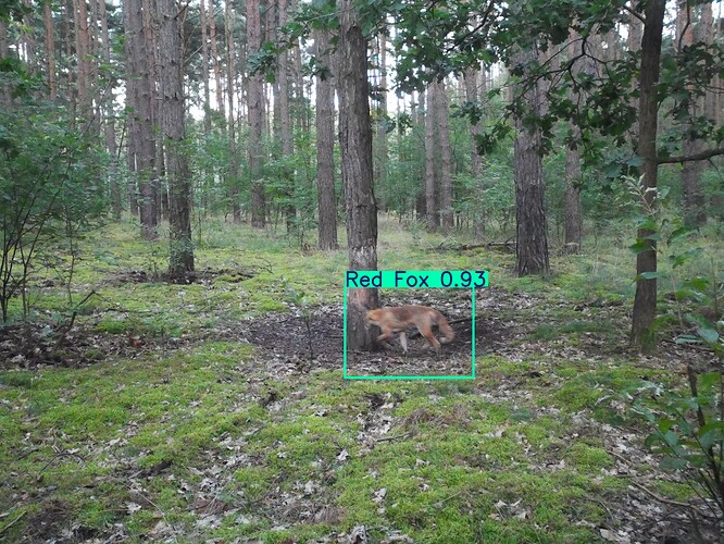 trailcam_image
