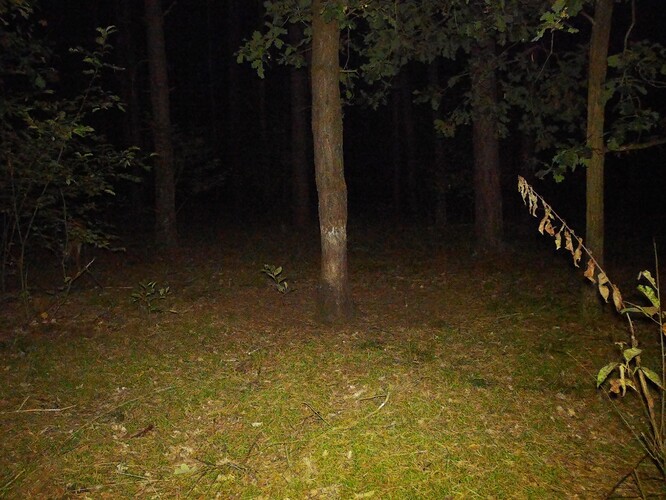 trailcam_image