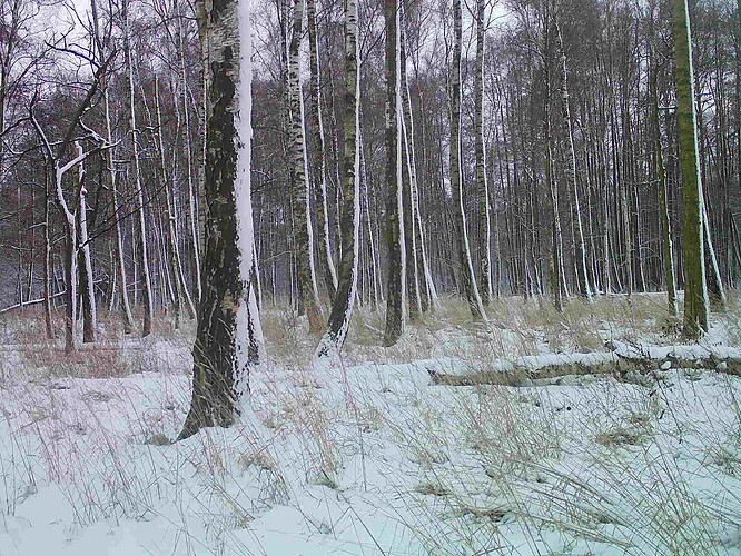 trailcam_image