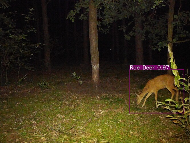 trailcam_image