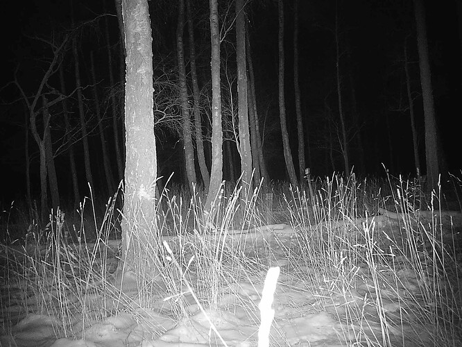 trailcam_image