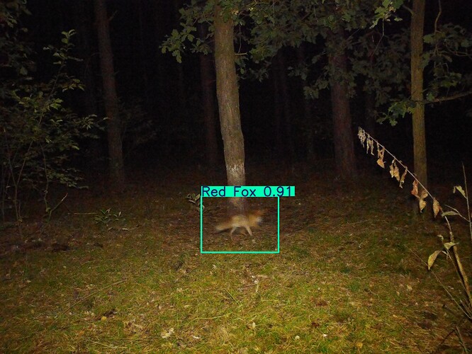 trailcam_image