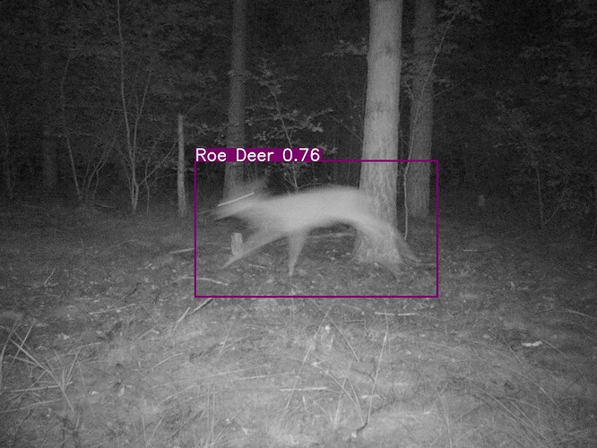 trailcam_image