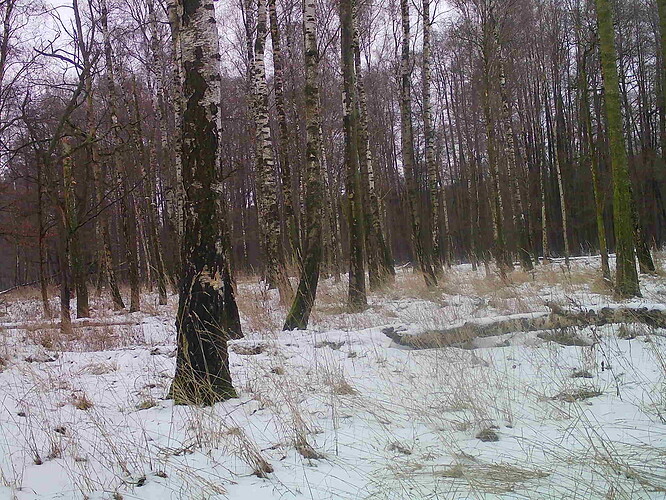 trailcam_image