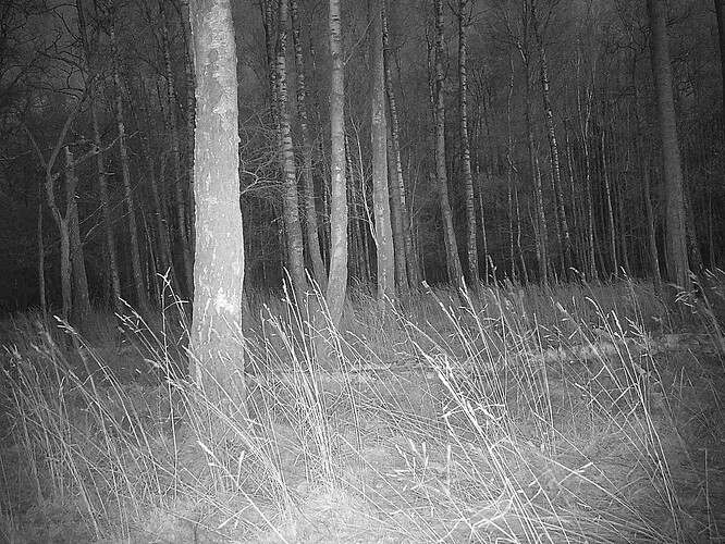 trailcam_image