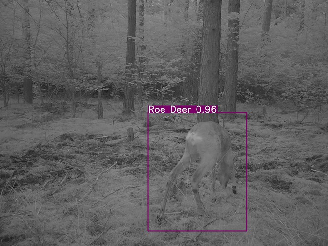 trailcam_image