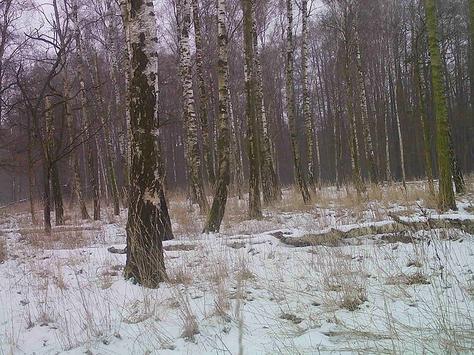 trailcam_image