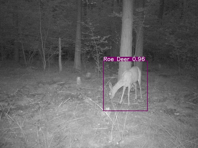 trailcam_image
