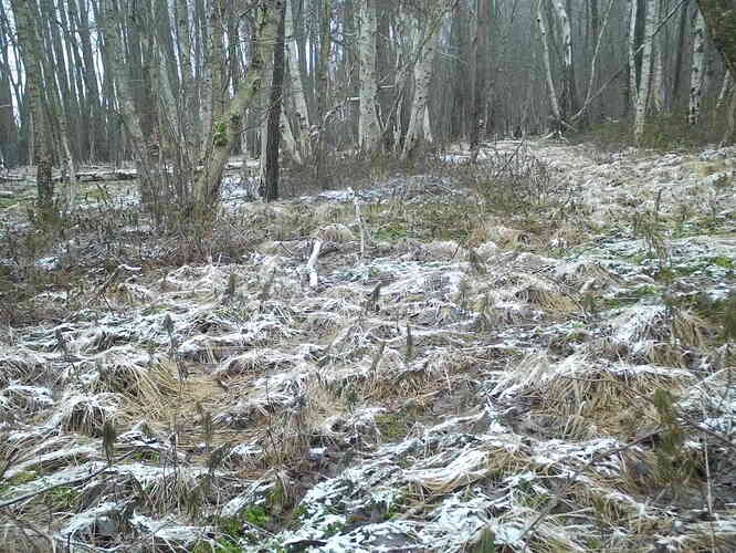 trailcam_image