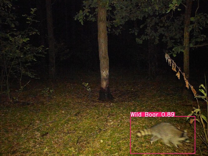 trailcam_image