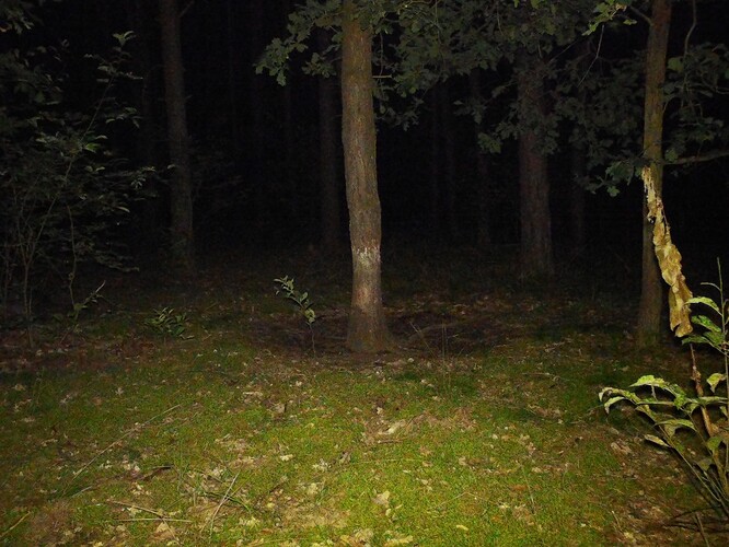 trailcam_image