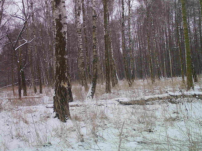 trailcam_image