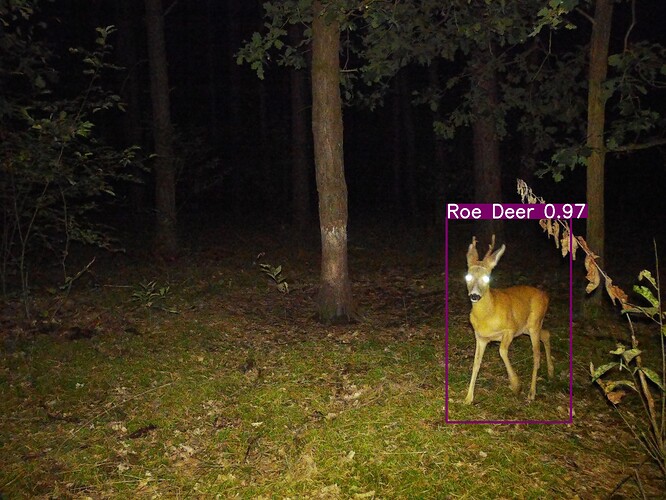 trailcam_image
