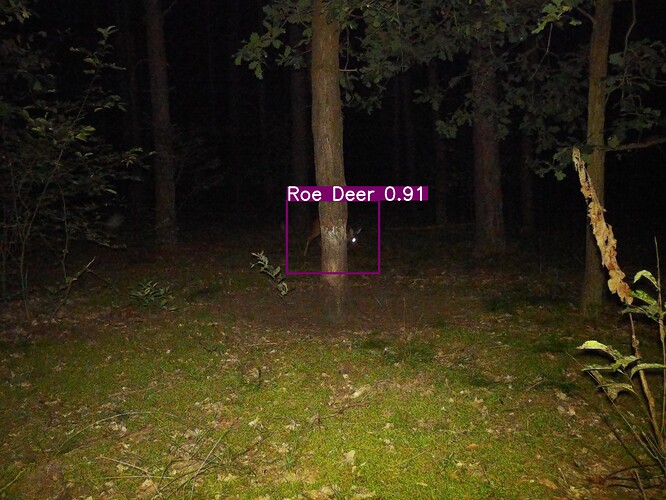 trailcam_image